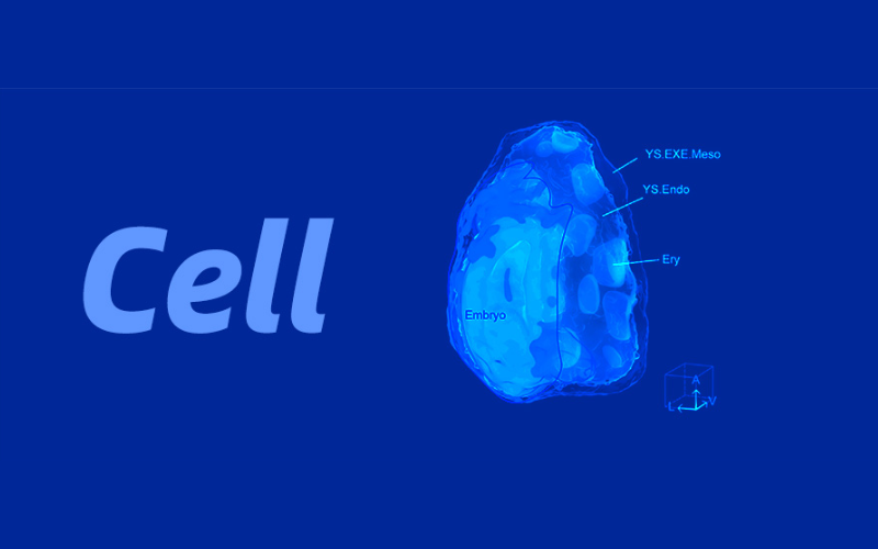 Cell突破! 中国科学家首次重构高分辨率人类数字3D原肠胚!